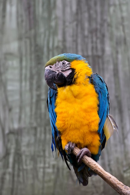 Ara bleu et jaune sur l'arbre