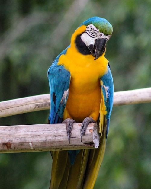 Un ara bleu et jaune avec un fond flou