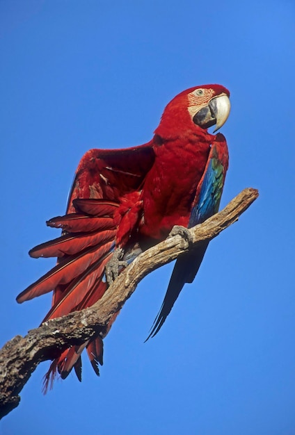 Ara écarlate Ara macao Pantanal Brésil Amérique du Sud