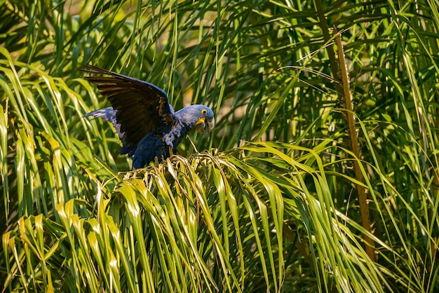 Ara hyacinthe gros plan sur un palmier dans l'habitat naturel