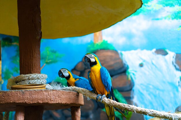 Ara perroquet jaune bleu assis sur une branche.