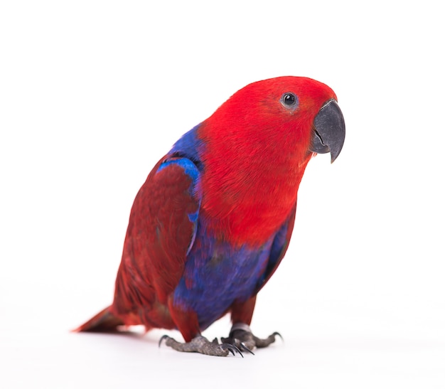 Photo ara perroquet rouge isolé sur fond blanc