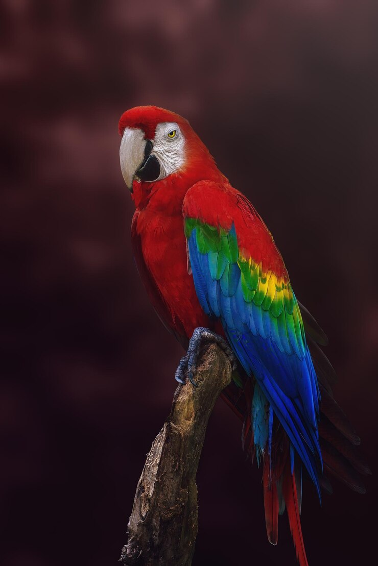 Photo l'ara rouge sur un fond rouge