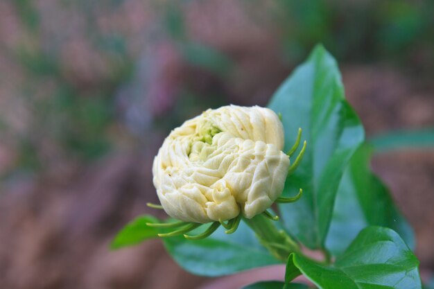 Arabe jasmin (Jasminum sambac) fleur sur arbre