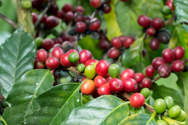 Arabica Coffee Berry mûrissant sur un arbre