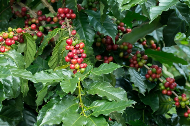 Arabica Coffee Berry mûrissant sur un arbre