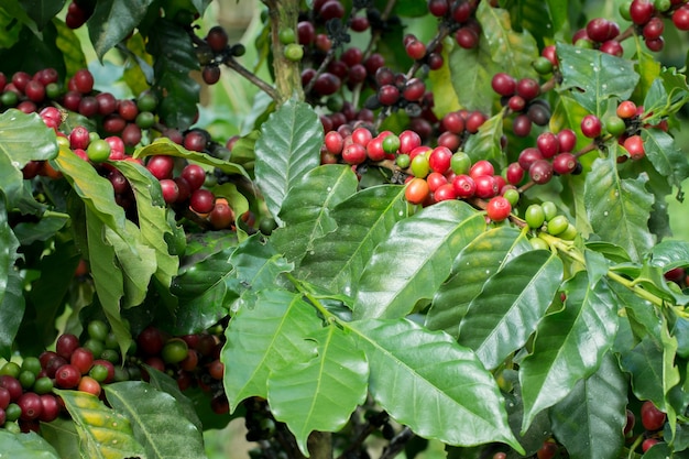 Arabica Coffee Berry mûrissant sur un arbre