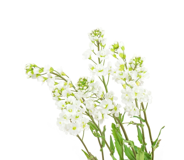 Arabis petites fleurs sauvages blanches en éponge douce isolées sur fond blanc