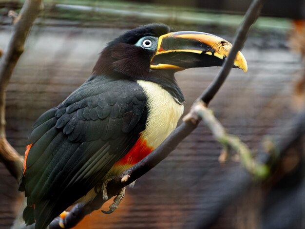 Un aracari à oreilles de châtaignier sur une branche