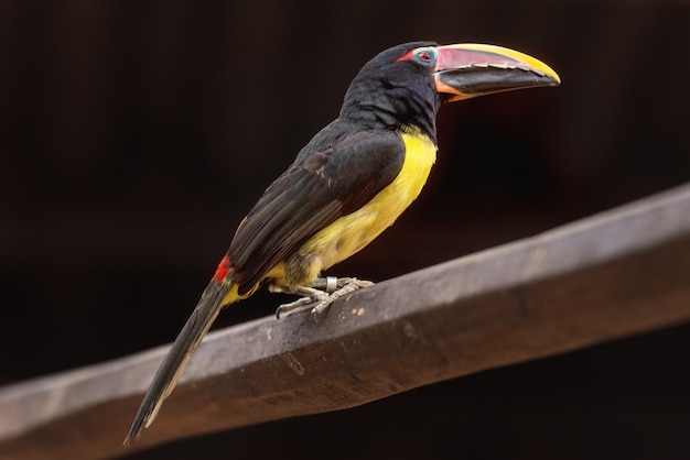 Aracari vert, pteroglosssus viridis, petit toucan exotique perché sur une branche d&#39;arbre.