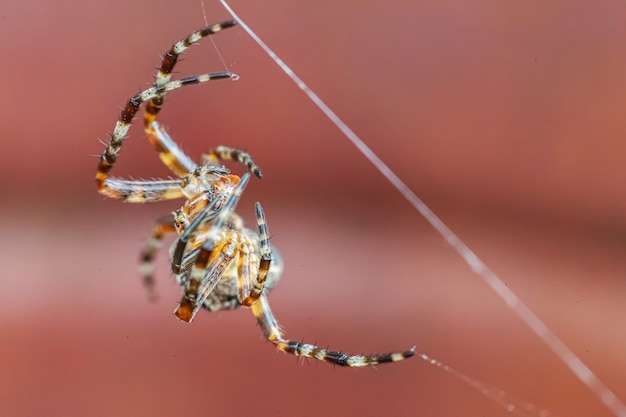 Arachnophobie peur du concept de morsure d'araignée. Macro close up spider sur toile d'araignée sur fond marron flou. La vie des insectes. Bannière effrayante effrayante d'horreur pour halloween.