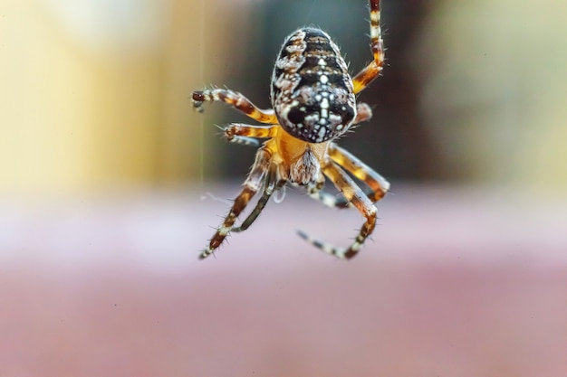 Arachnophobie peur du concept de morsure d'araignée. Macro close up spider sur toile d'araignée toile d'araignée sur fond flou naturel. La vie des insectes. Bannière effrayante effrayante d'horreur pour halloween.