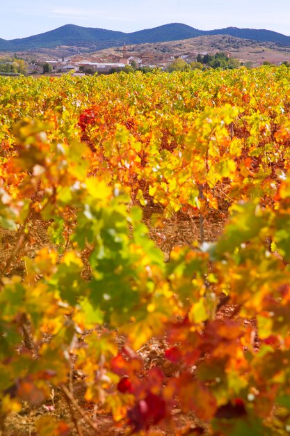 Aragon Paniza automne vignoble rouge doré à Saragosse