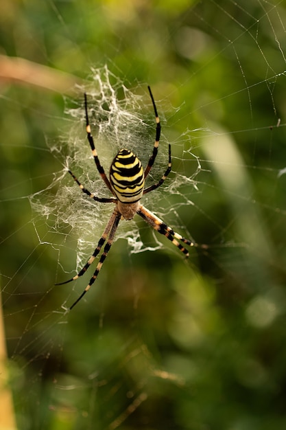 Une araignée agriope venimeuse est assise sur une toile.