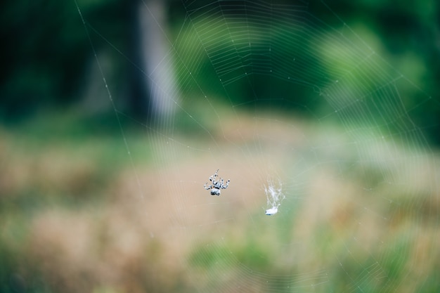 Une araignée araignée tisse une toile dans la forêt