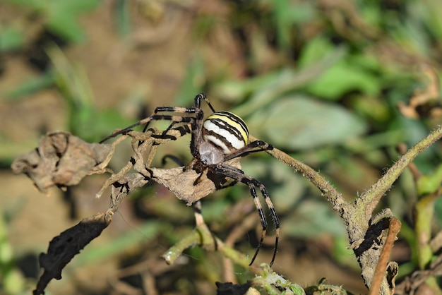 Photo l'araignée argiopa rampant sur l'herbe sèche