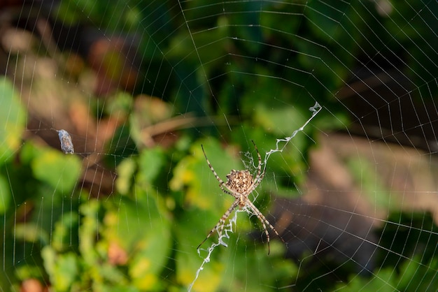 Araignée Argiope lobata Malaga Espagne