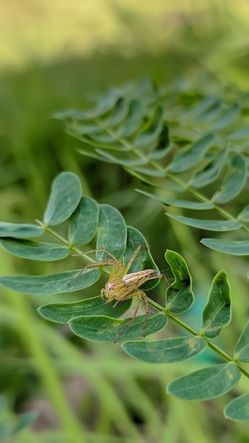 Photo une araignée assise sur une feuille