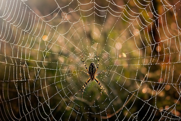 Araignée au milieu de la toile d'araignée