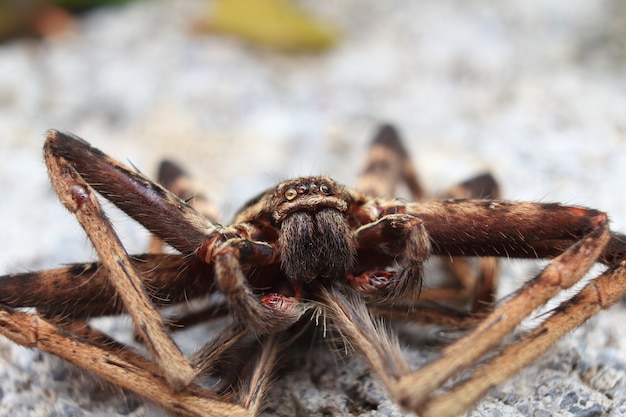 Araignée au sol