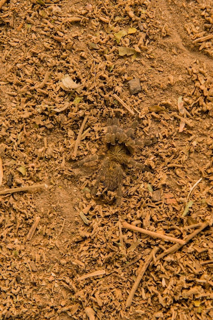 L'araignée babouin dans la savane du Zimbabwe, en Afrique du Sud