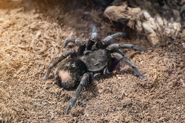 Araignée brune géante dans un gros plan de terrarium