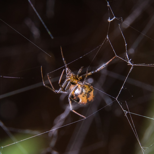 Araignée brune sur toile d&#39;araignée