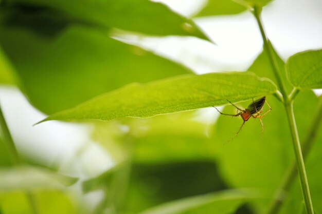 Araignée cacher sur les feuilles