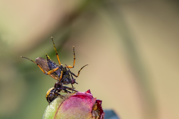 Araignée chassant une mouche