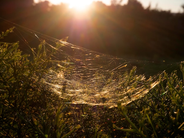 L'araignée chasse avec sa toile au coucher du soleil