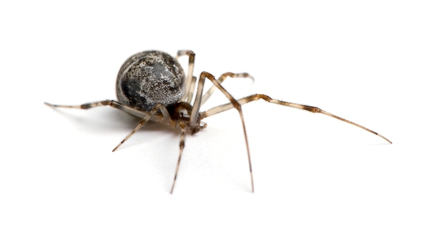 Araignée commune Achaearanea tepidariorum sur un blanc isolé