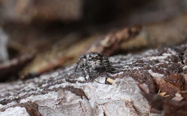 araignée un coureur