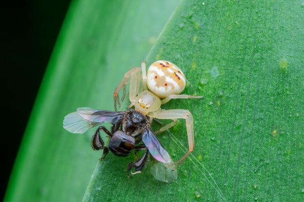Araignée crabe blanc manger macro nature insecte