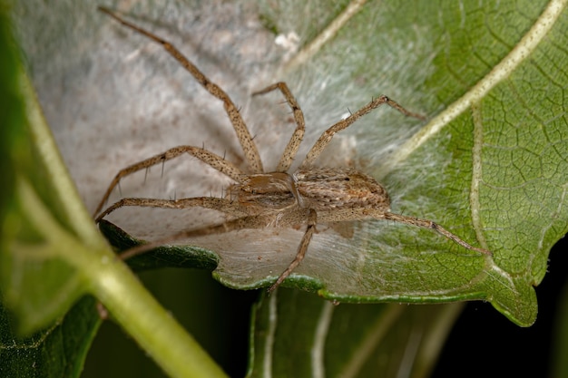 Araignée crabe courant femelle adulte de la famille Philodromidae protégeant son oothèque (œufs)