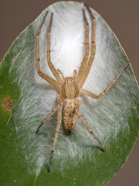 Photo araignée-crabe en cours d'exécution de la famille des philodromidés