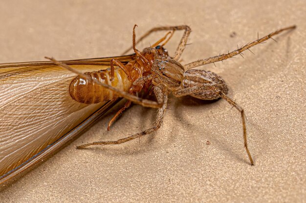 Araignée crabe femelle adulte en cours d'exécution s'attaquant à un termite supérieur adulte