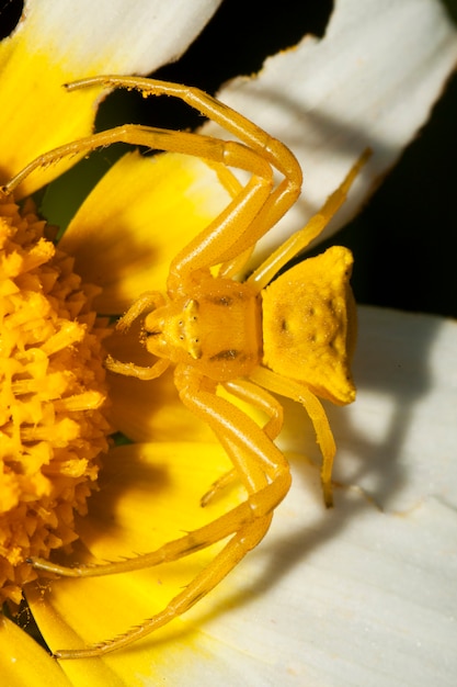 Araignée-crabe jaune (Thomisus onustus)