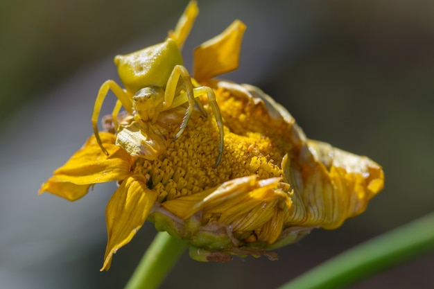 Araignée crabe jaune