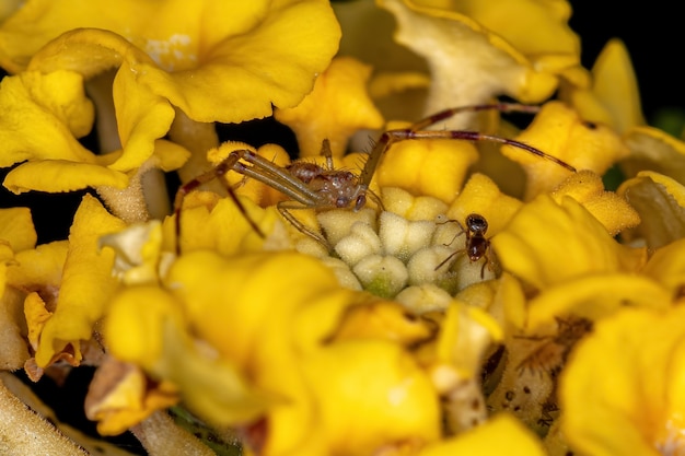 Araignée crabe mâle adulte de la famille Thomisidae sur une fleur de Lantana jaune