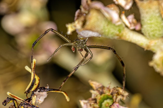 Araignée crabe mâle adulte