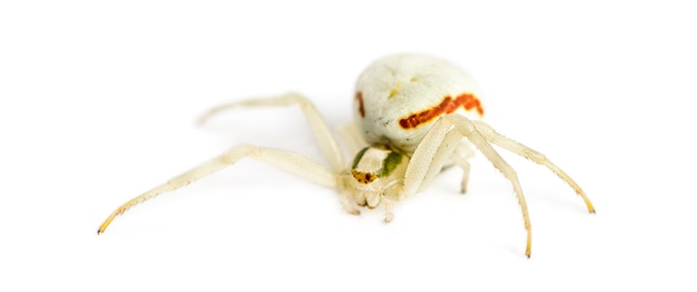 Araignée crabe d'or, Misumena vatia devant un fond blanc