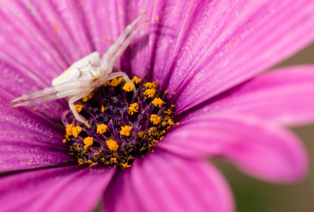 Araignée crabe à la recherche d'insectes