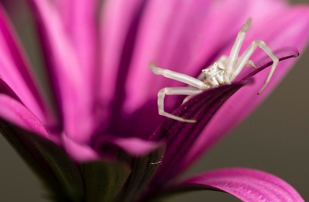 Araignée crabe à la recherche d'insectes