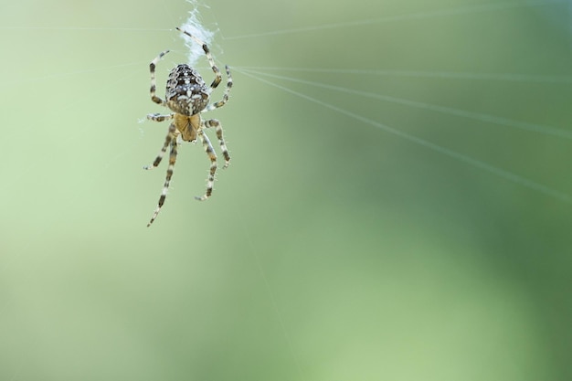 Araignée croisée dans une toile d'araignée à la recherche de proies Arrière-plan flou