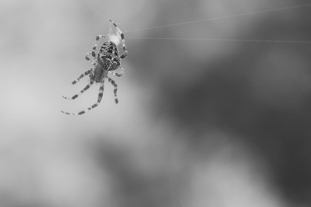 Araignée croisée rampant sur un fil d'araignée La peur d'Halloween Un chasseur utile parmi