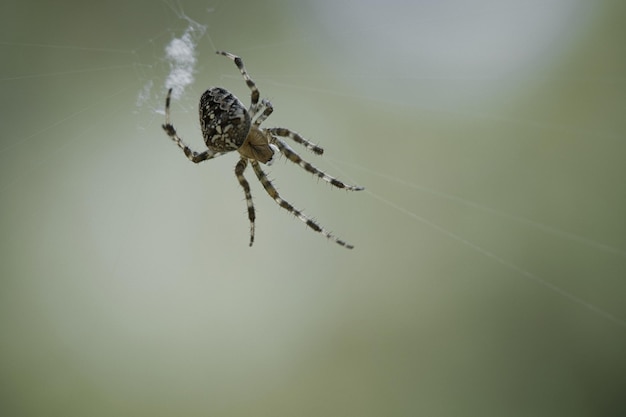 Araignée croisée rampant sur un fil d'araignée La peur d'Halloween Un chasseur utile parmi