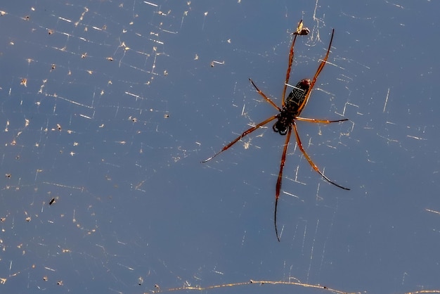 araignée dans la jungle d'iguazu