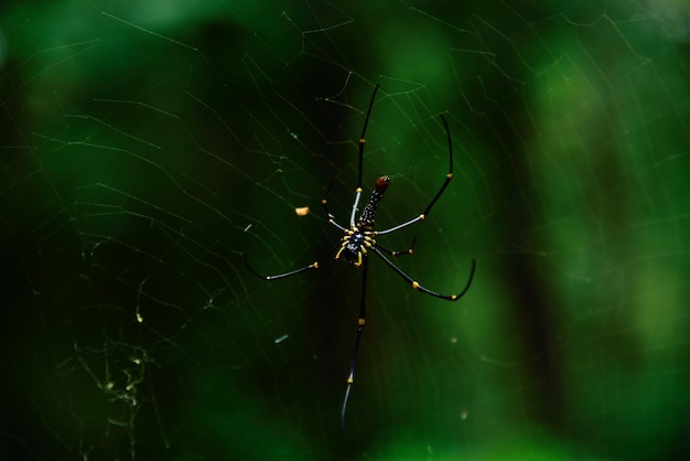araignée dans la nature sur fond vert