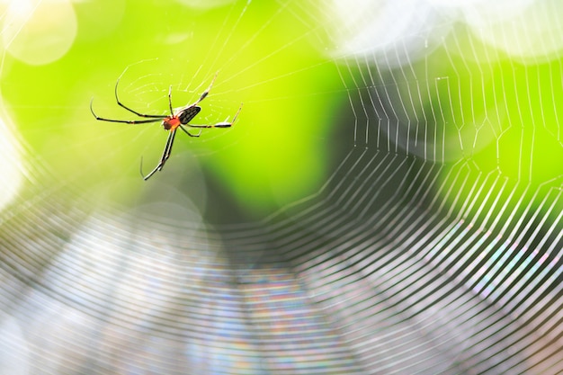 Araignée dans le nid