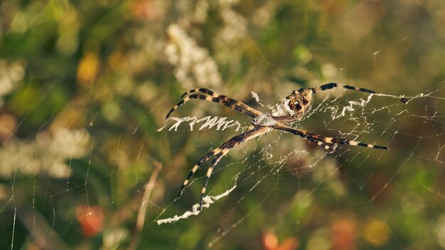 Une araignée dans sa toile Argiope argentata